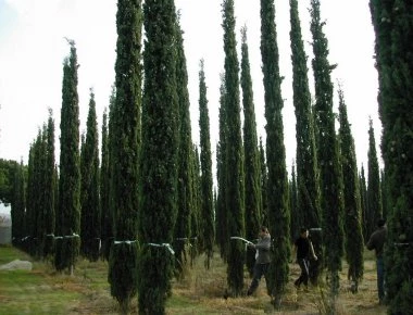 Εσύ ξέρεις γιατί στα νεκροταφεία φυτεύουν κυπαρίσσια;